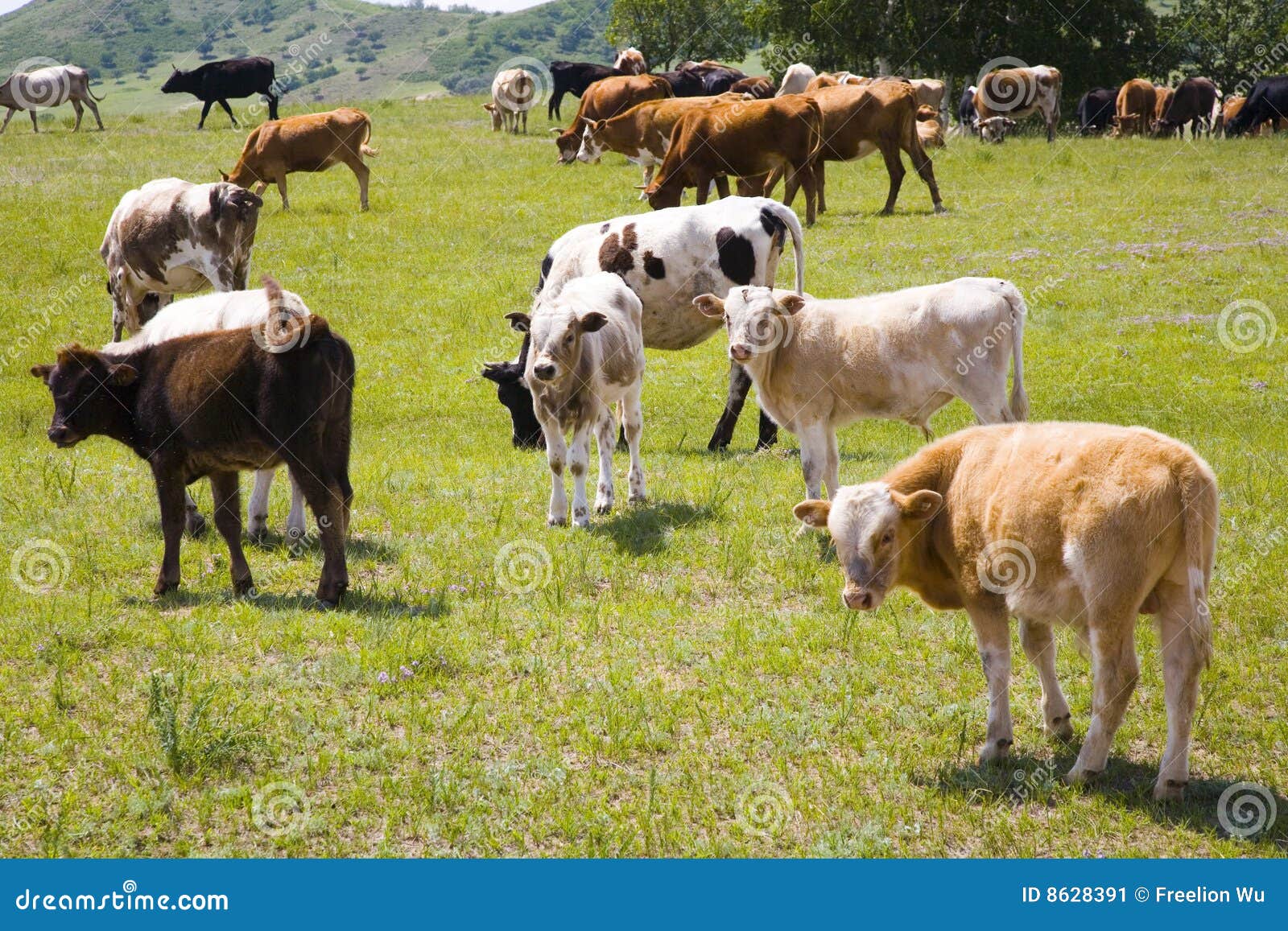 Cattle and grassland stock image. Image of camp, horizon 8628391
