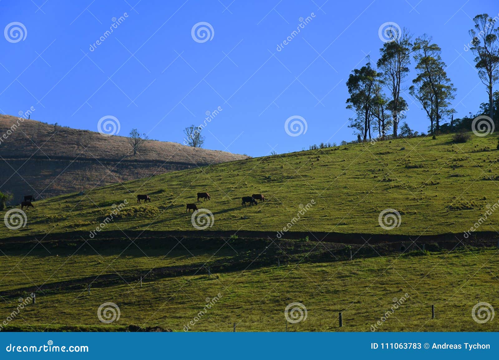 Cattle grazing on a hill stock image. Image of grazing 111063783