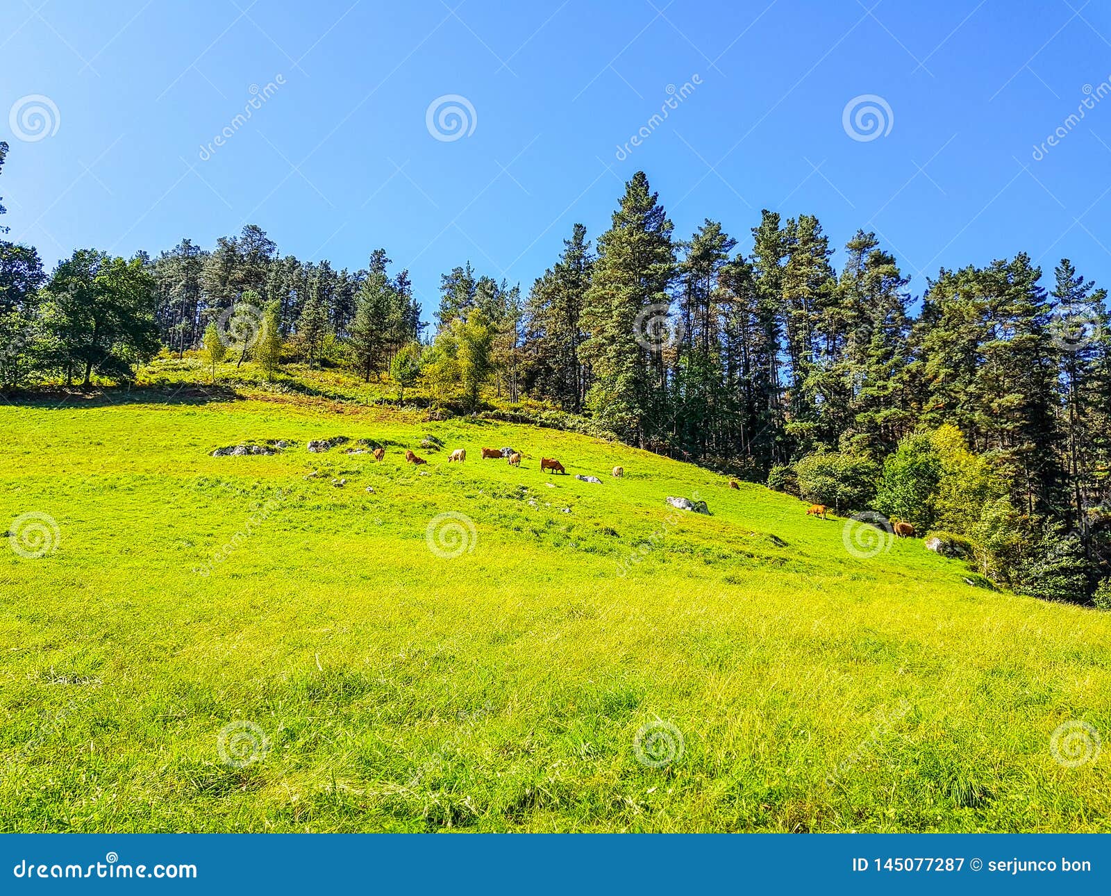 Cattle Grazing on the Meadow of a Hill Stock Image Image of tree