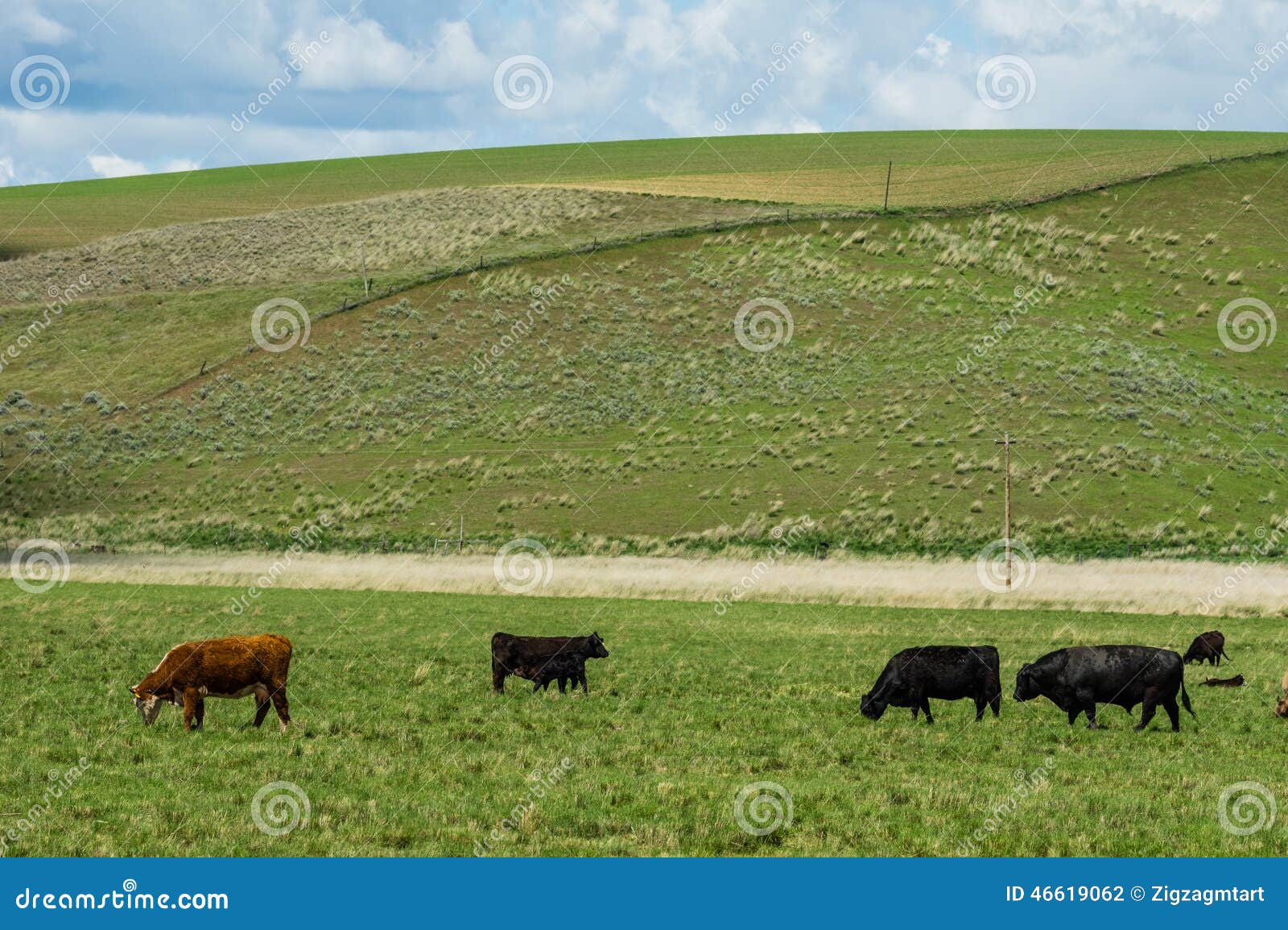 Cattle Grazing on a Rural Ranch Stock Photo Image of domestic, green