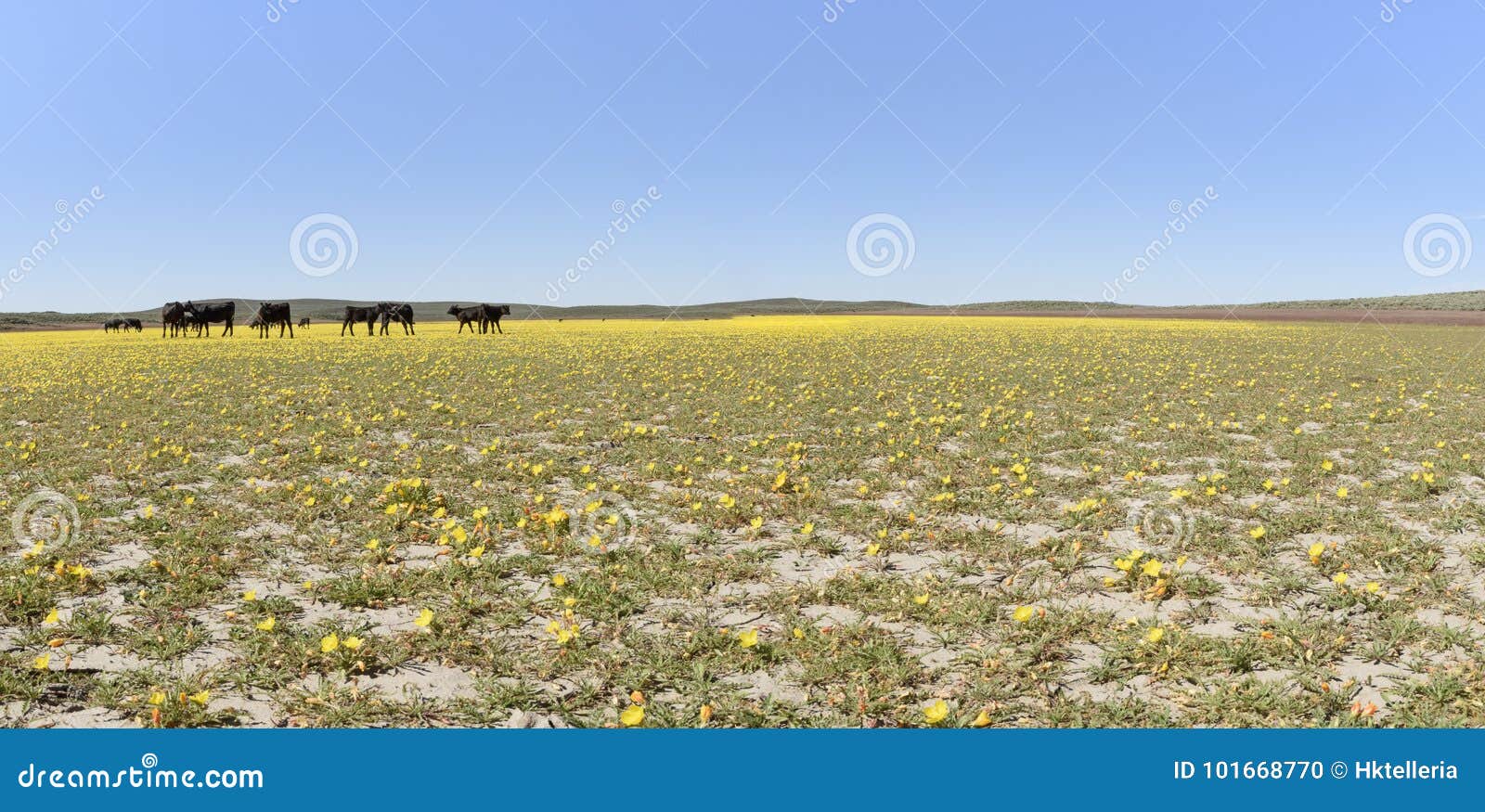 cattle grazing tansy-leaf evening primrose at cow lakes, malheur county, south eastern oregon