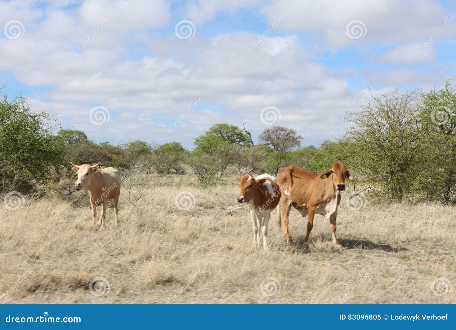 cattle grazing in the veldt