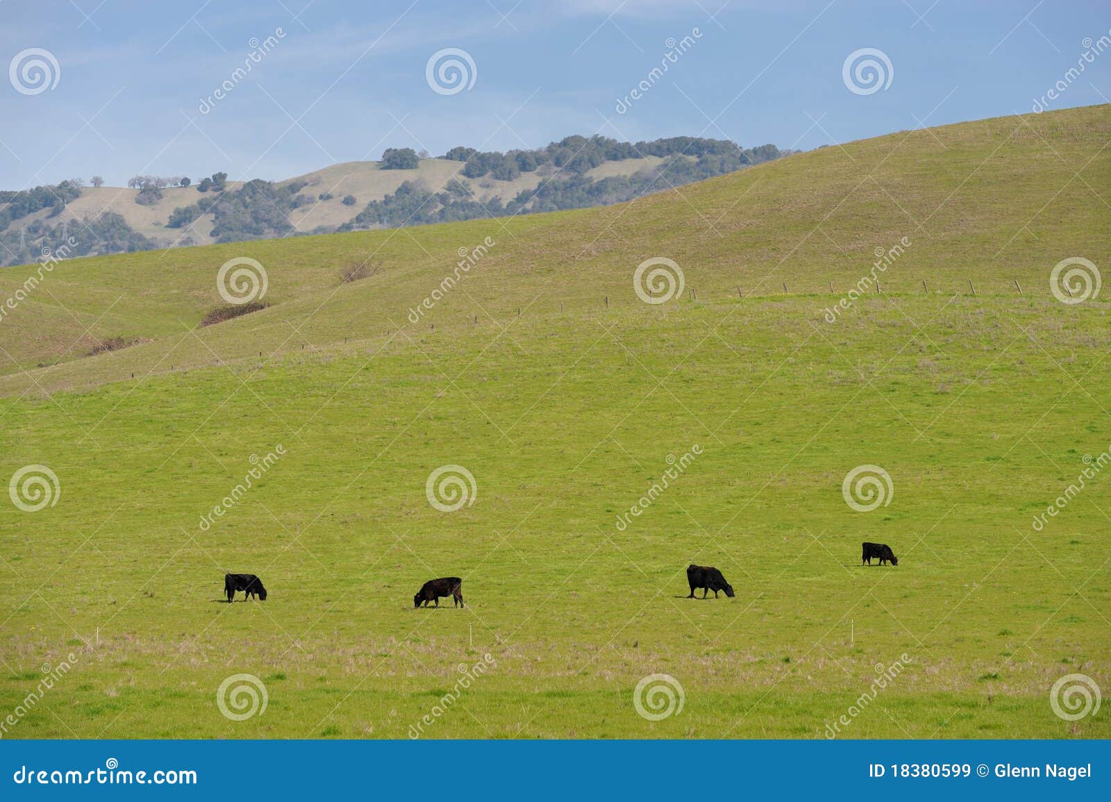 Cattle on a hill stock image. Image of nature, agricultural 18380599