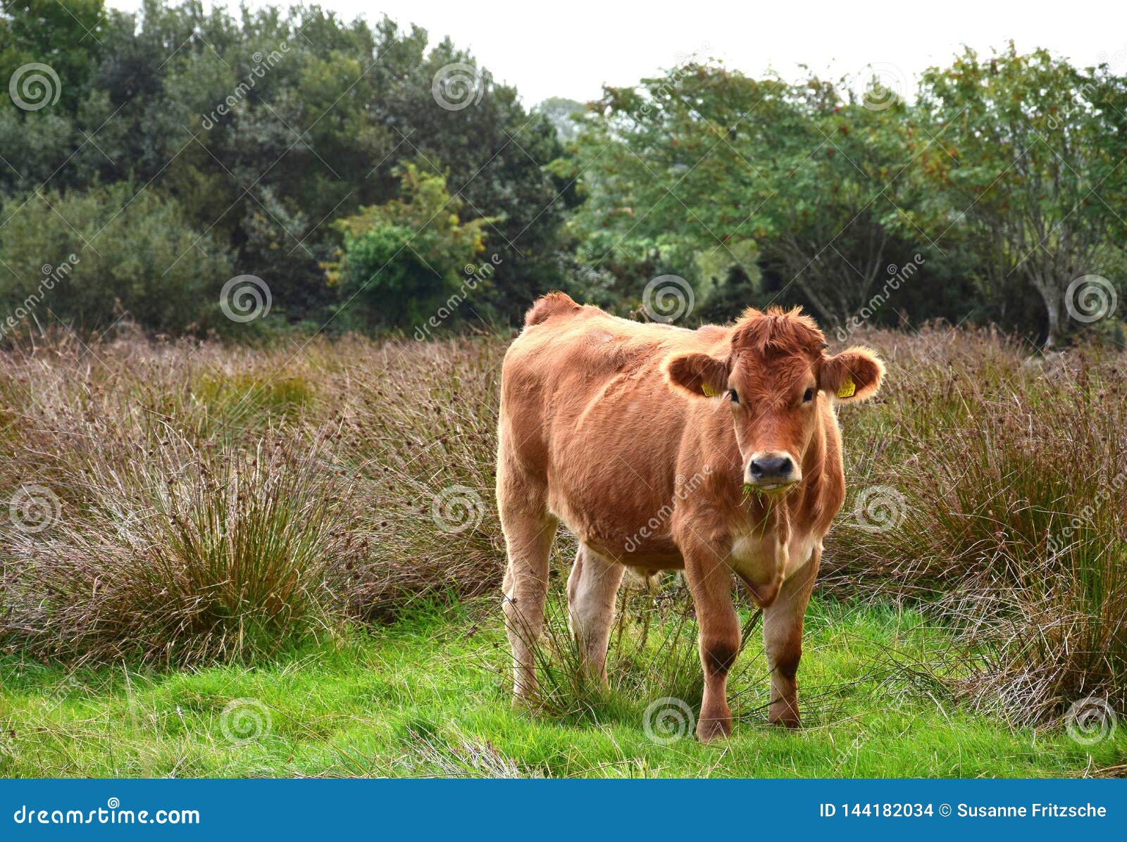 A cattle in Ireland stock photo. Image of brown, animal 144182034