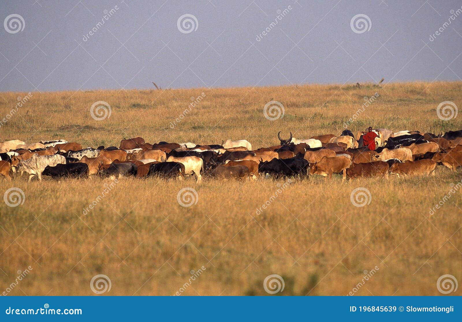 cattle with masai gardian, masai mara park in kenya
