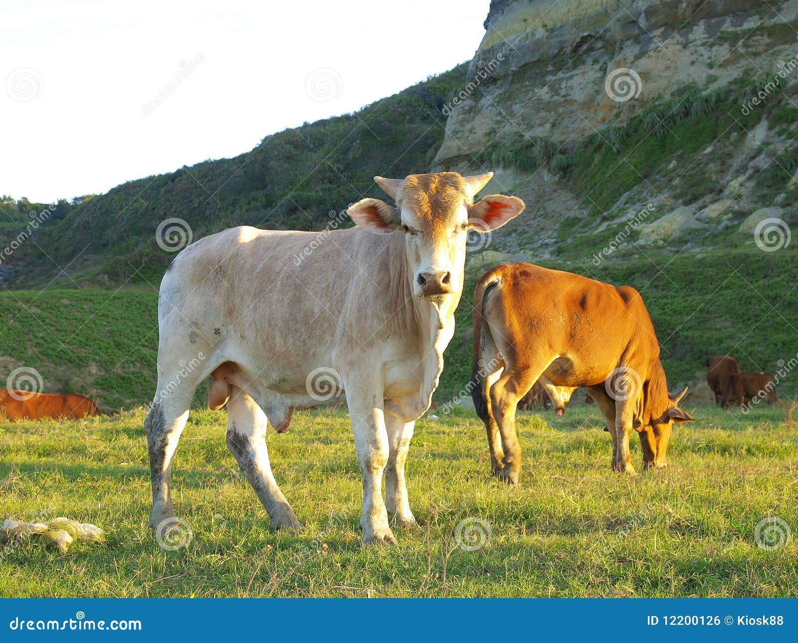 Cattle In Meadow Stock Photo Image Of Landscape Natural 12200126