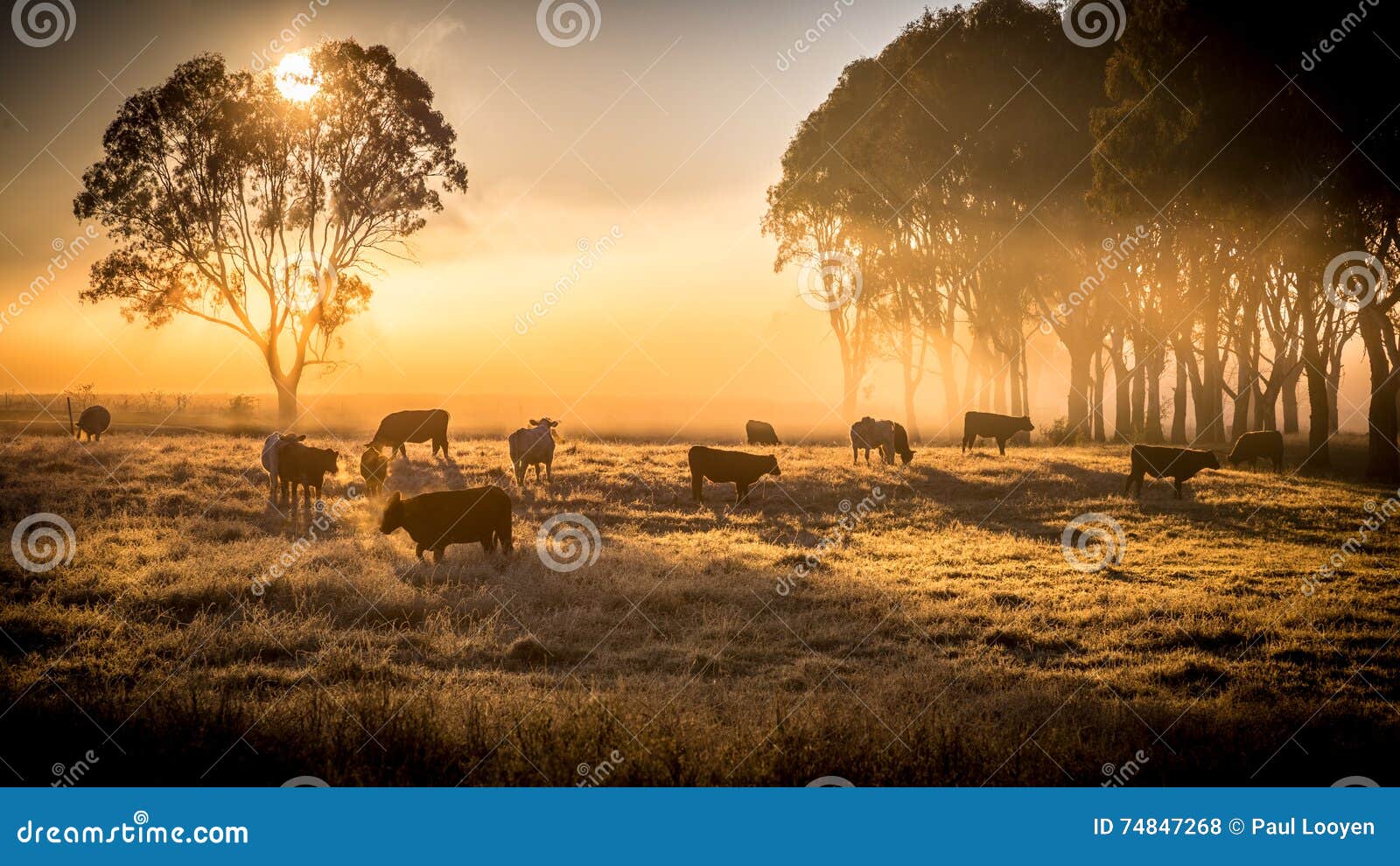 cattle in the morning