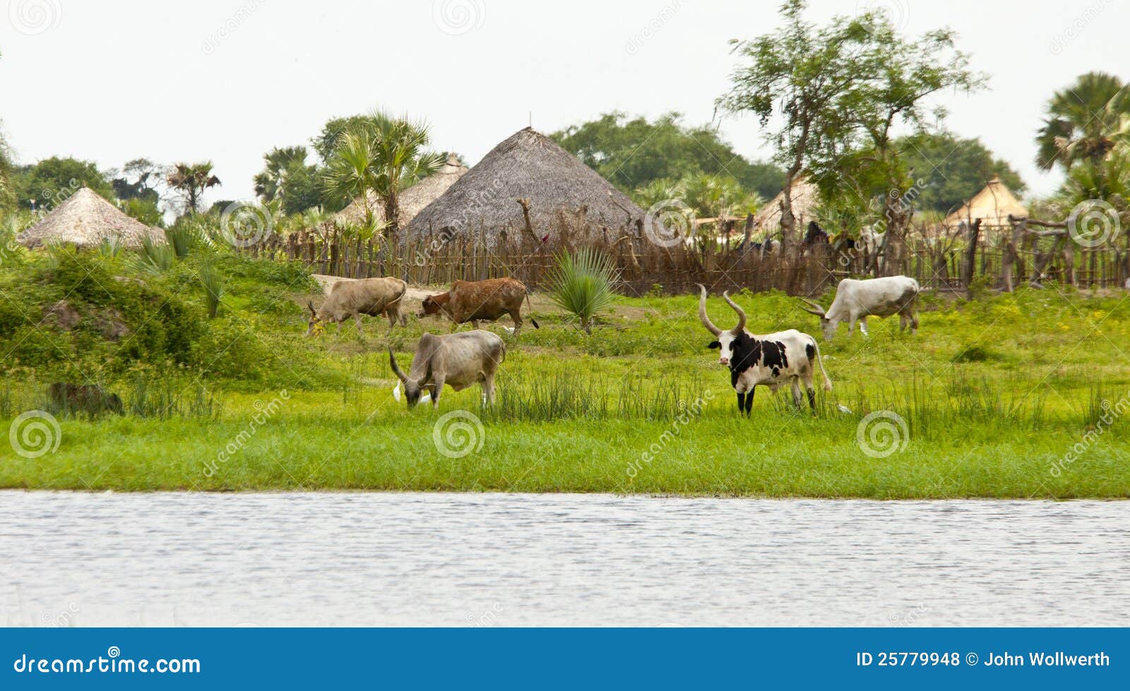 cattle at the nile river in south sudan