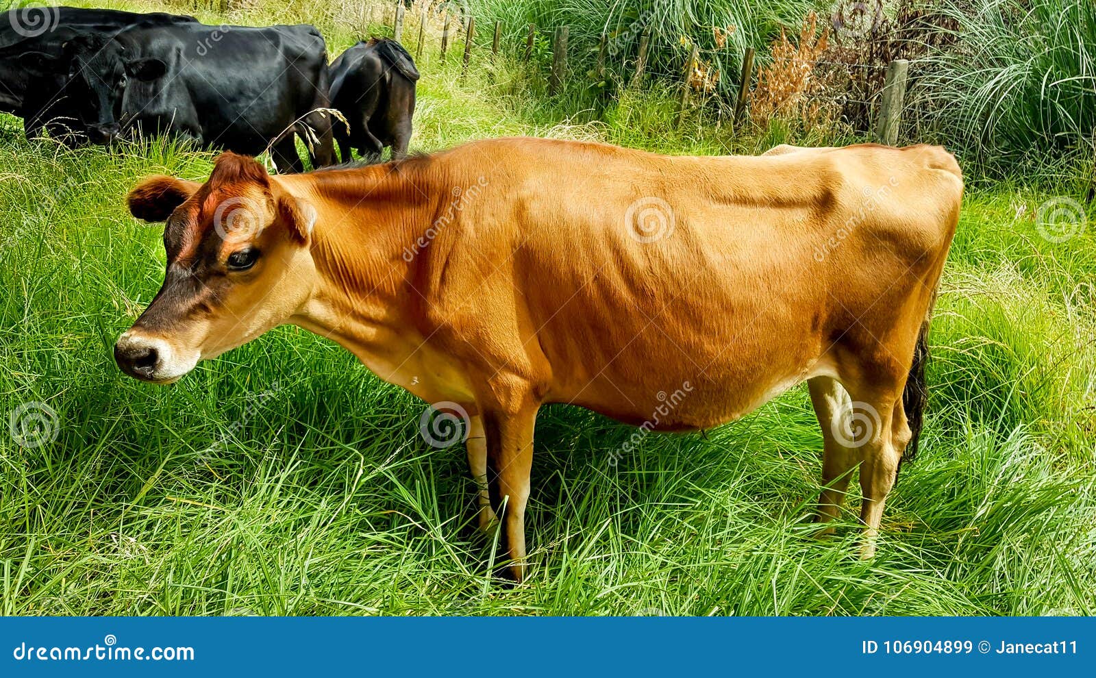 Young Jersey Heifer in Paddock Stock Image Image of domestic, beef
