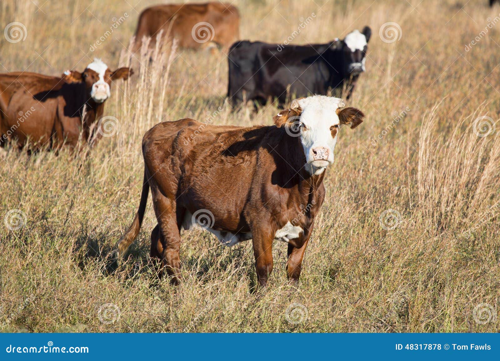 2,020 Cud Stock Photos - Free & Royalty-Free Stock Photos from Dreamstime 2,020 Cud Stock Photos - Free & Royalty-Free Stock Photos from Dreamstime