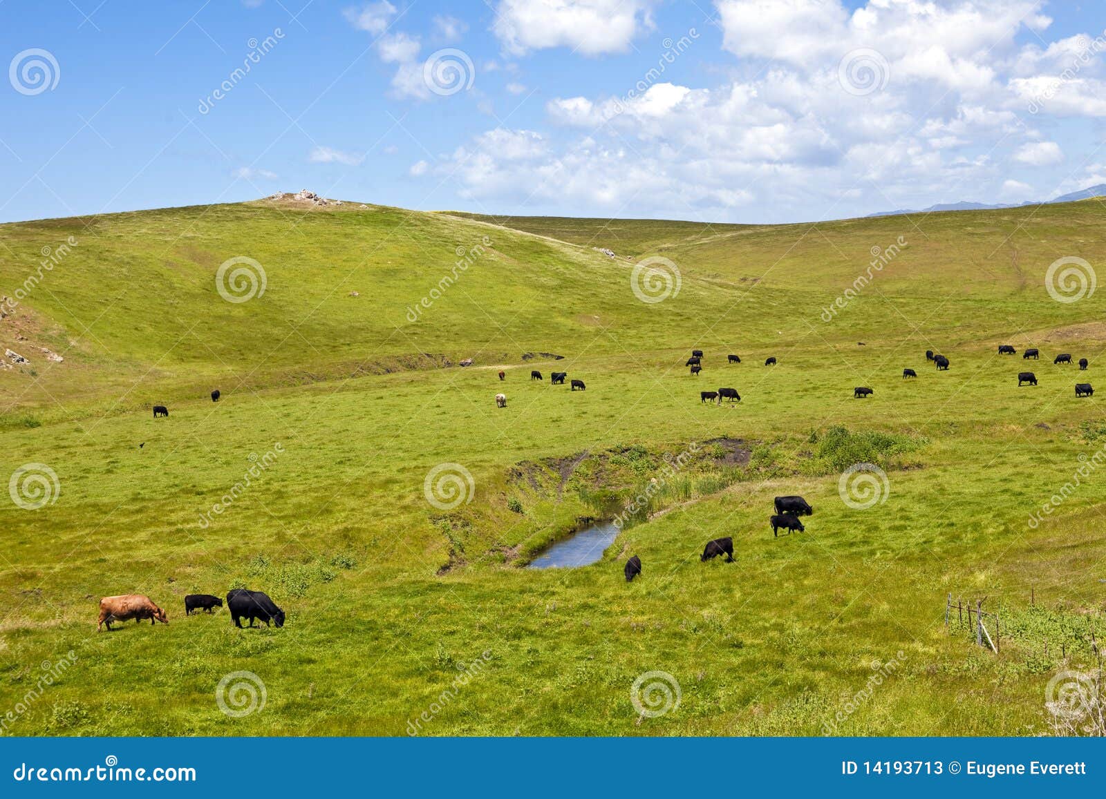 Cattle on Rolling Hills stock image. Image of pond, agriculture 14193713