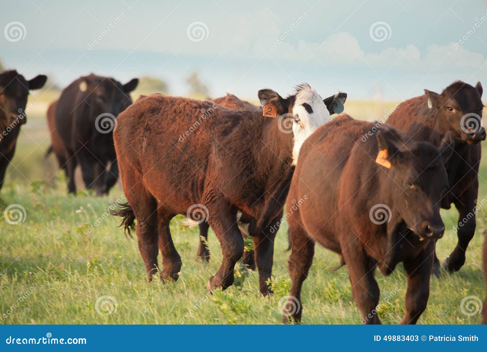 cattle run