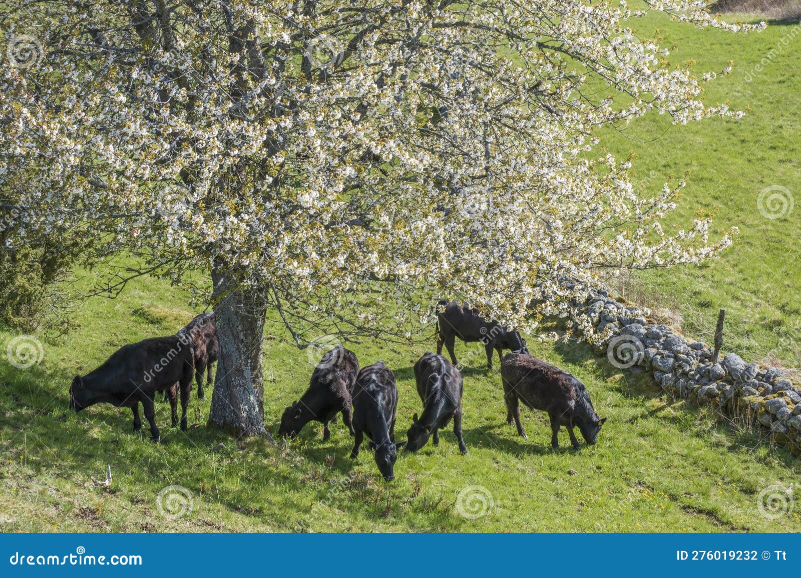 Cattle in the Shade Under a Cherry Tree at Spring Stock Photo Image of meadow, spring 276019232