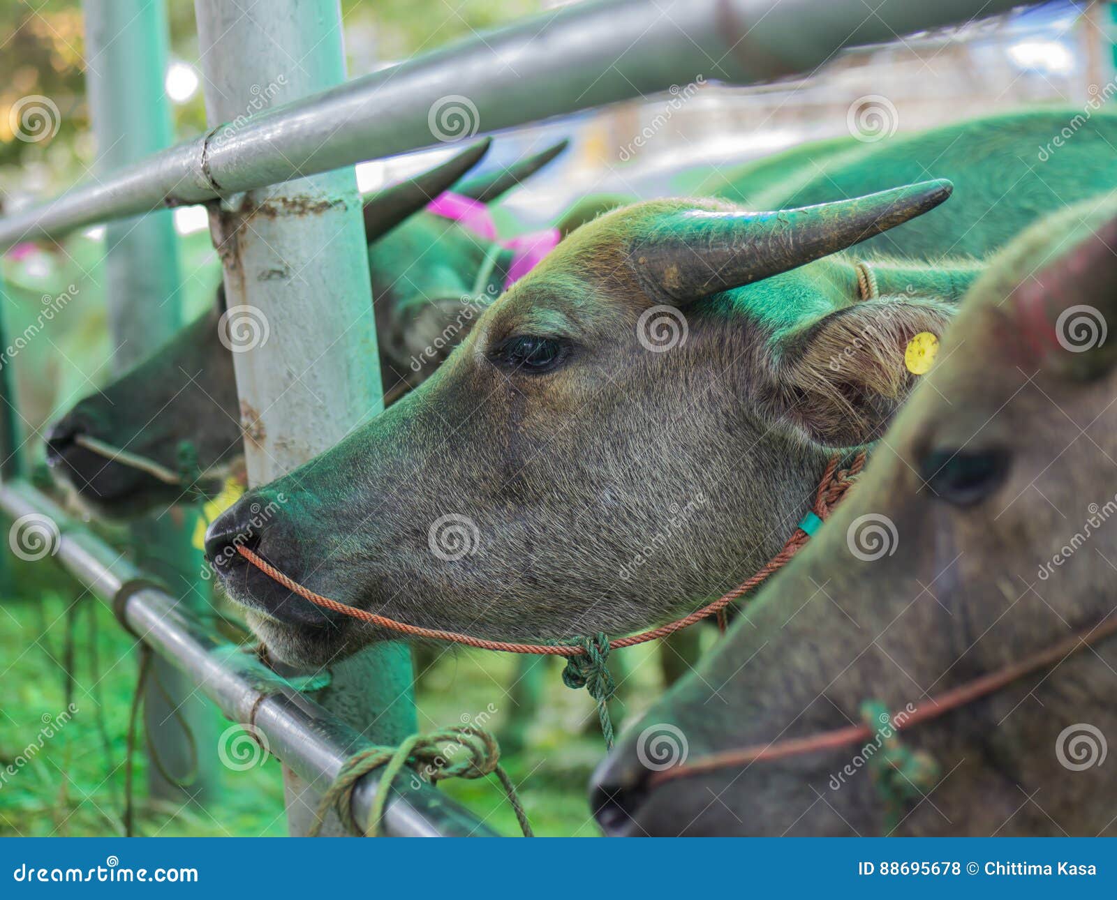 Cattle at slaughterhouse stock photo. Image of ransom 88695678
