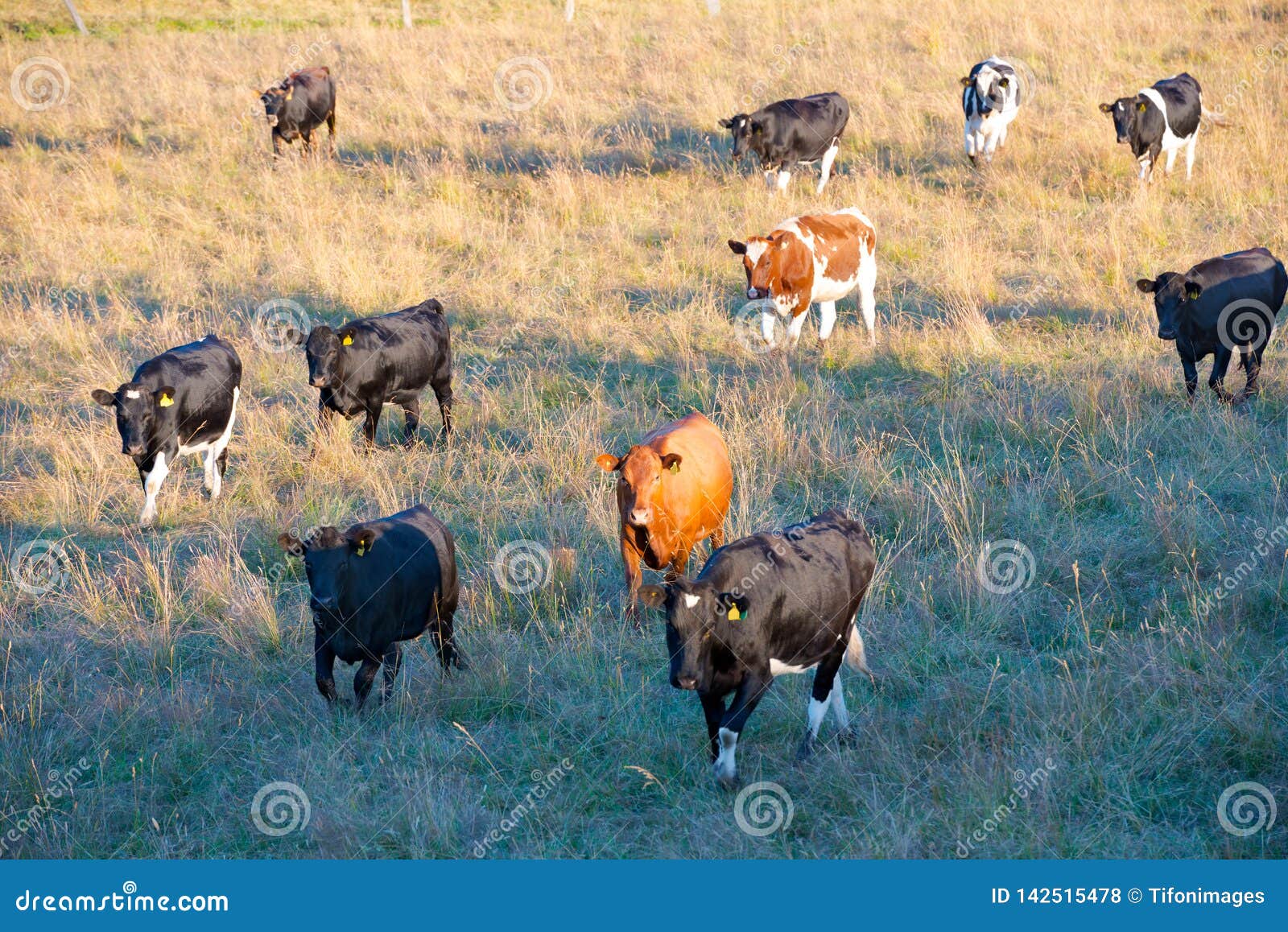 cattle in southern chile