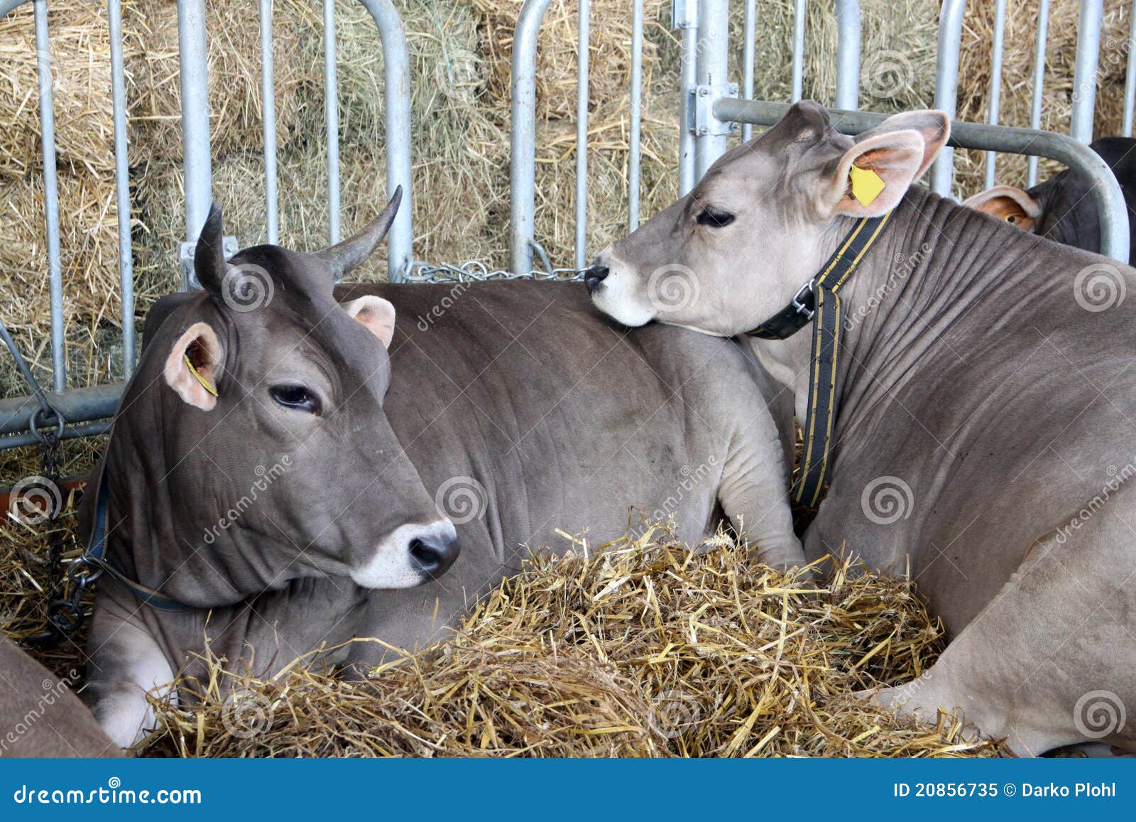 cattle in stable with fodder