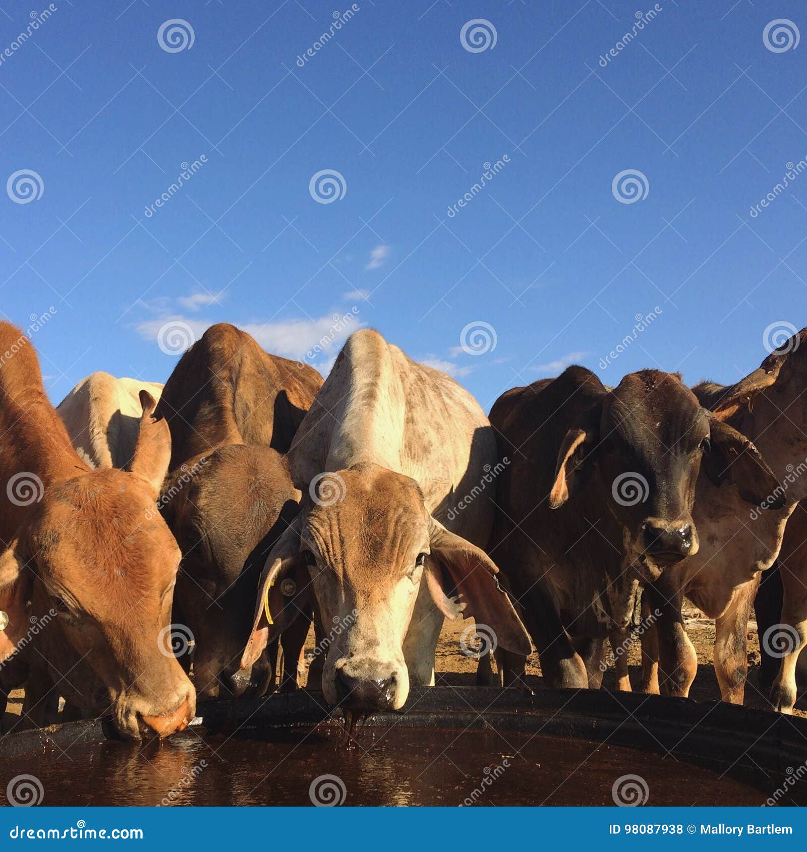 Cattle Station, North West Queensland Stock Photo Image of west