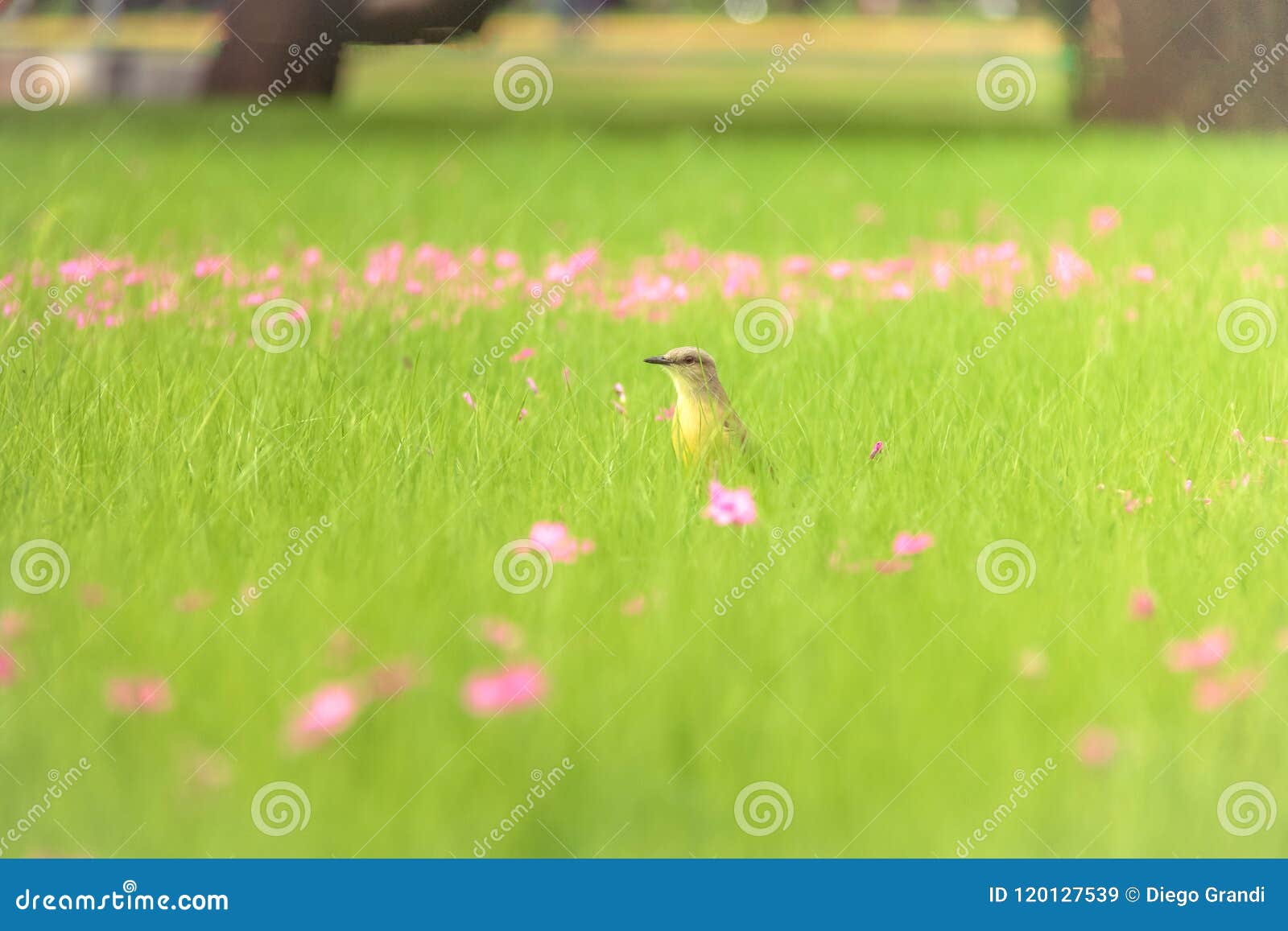 cattle tyrant bird on a high grass green field with pink flowers at bosques de palermo - buenos aires, argentina