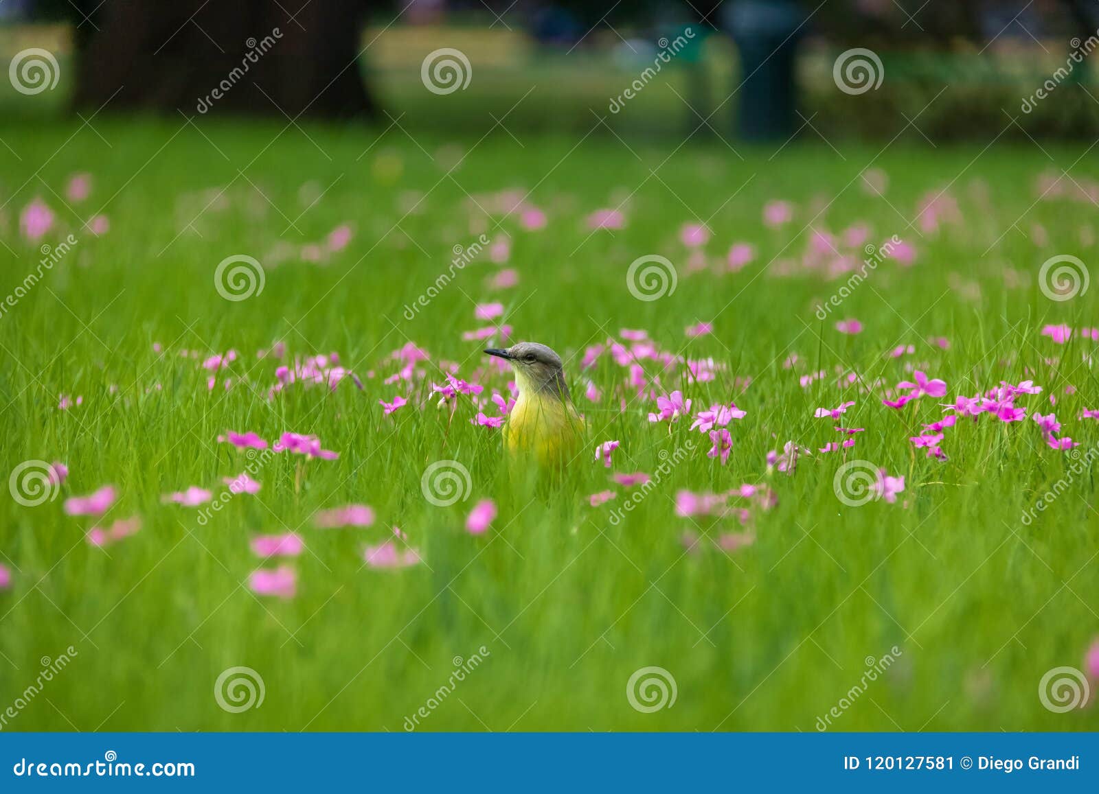 cattle tyrant bird on a high grass green field with pink flowers at bosques de palermo - buenos aires, argentina