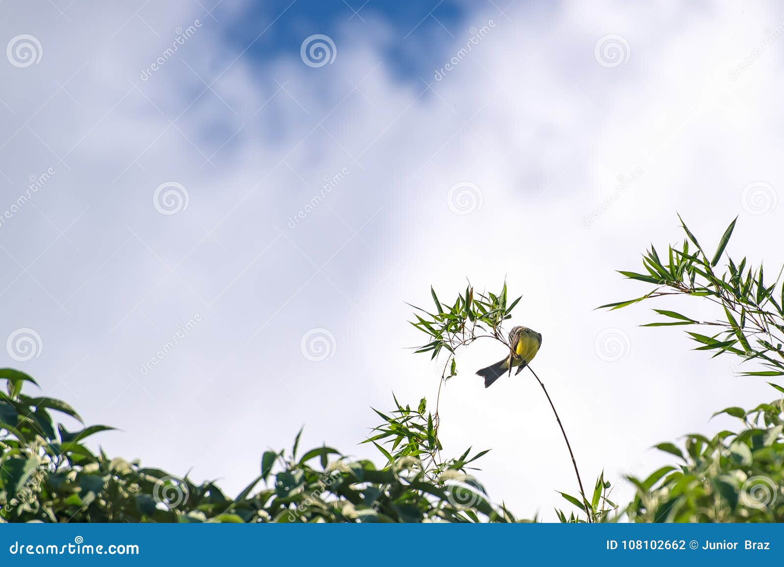 the cattle tyrant yellow bird perched on a tree