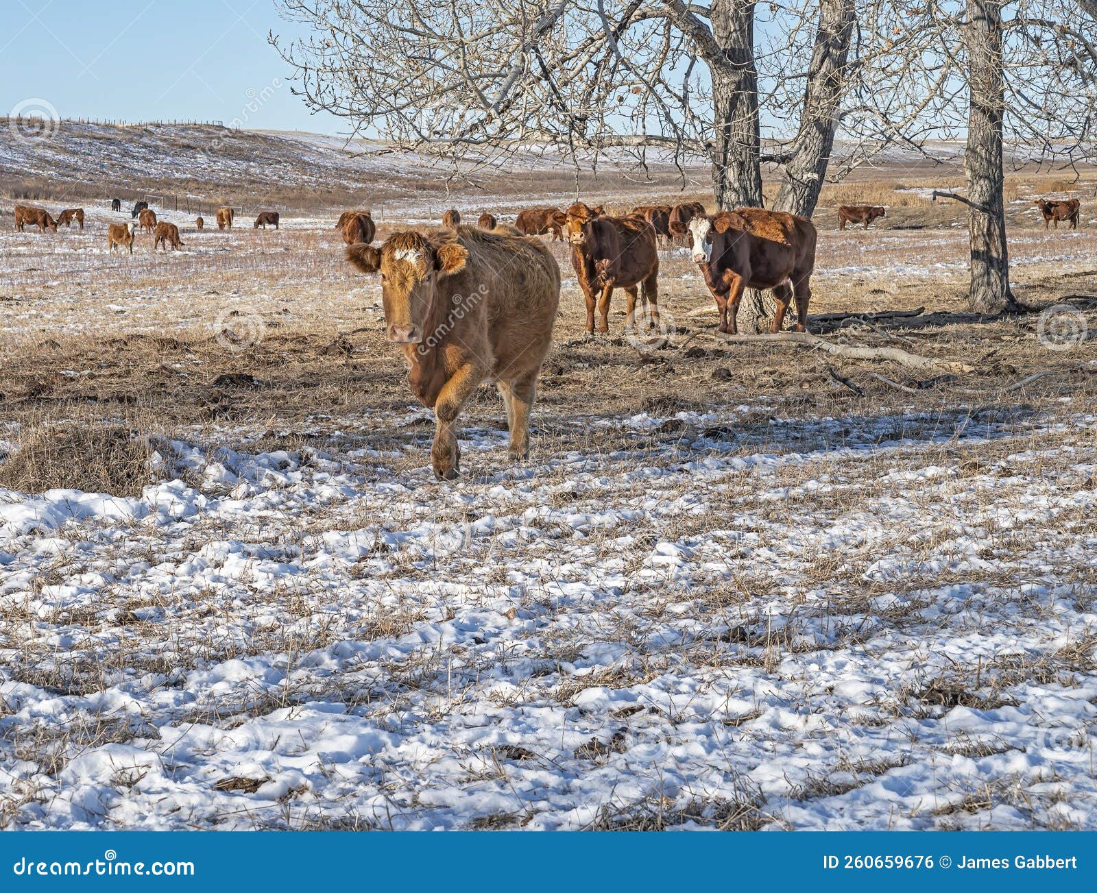 Cattle in a Winter Pasture at Beiseker Stock Photo Image of ranching