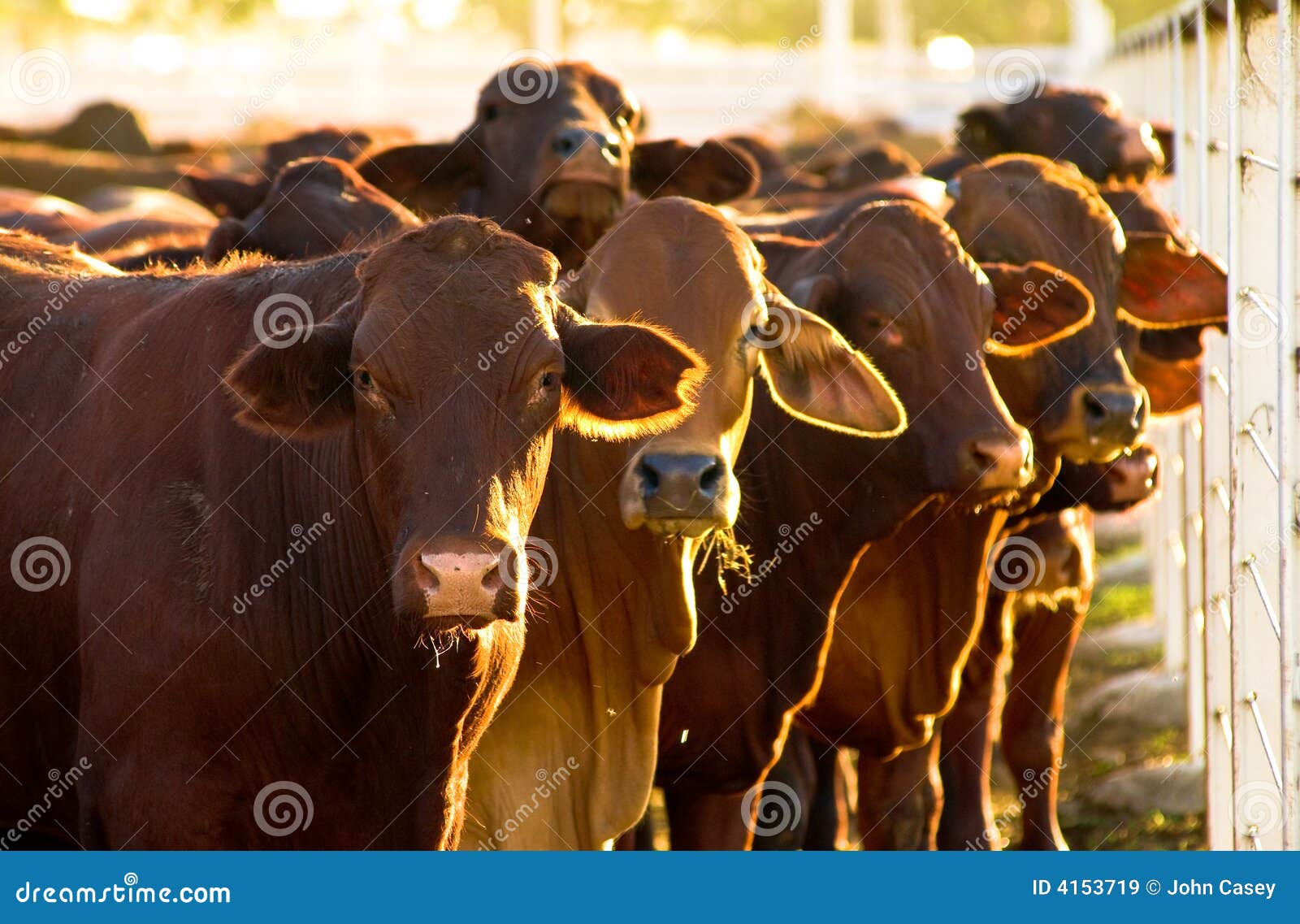 cattle in yards