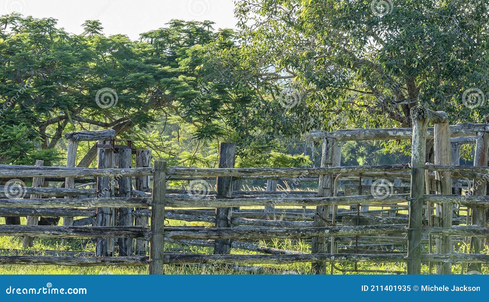 Cattle Yards with Timber Fencing Stock Image Image of farming, fence