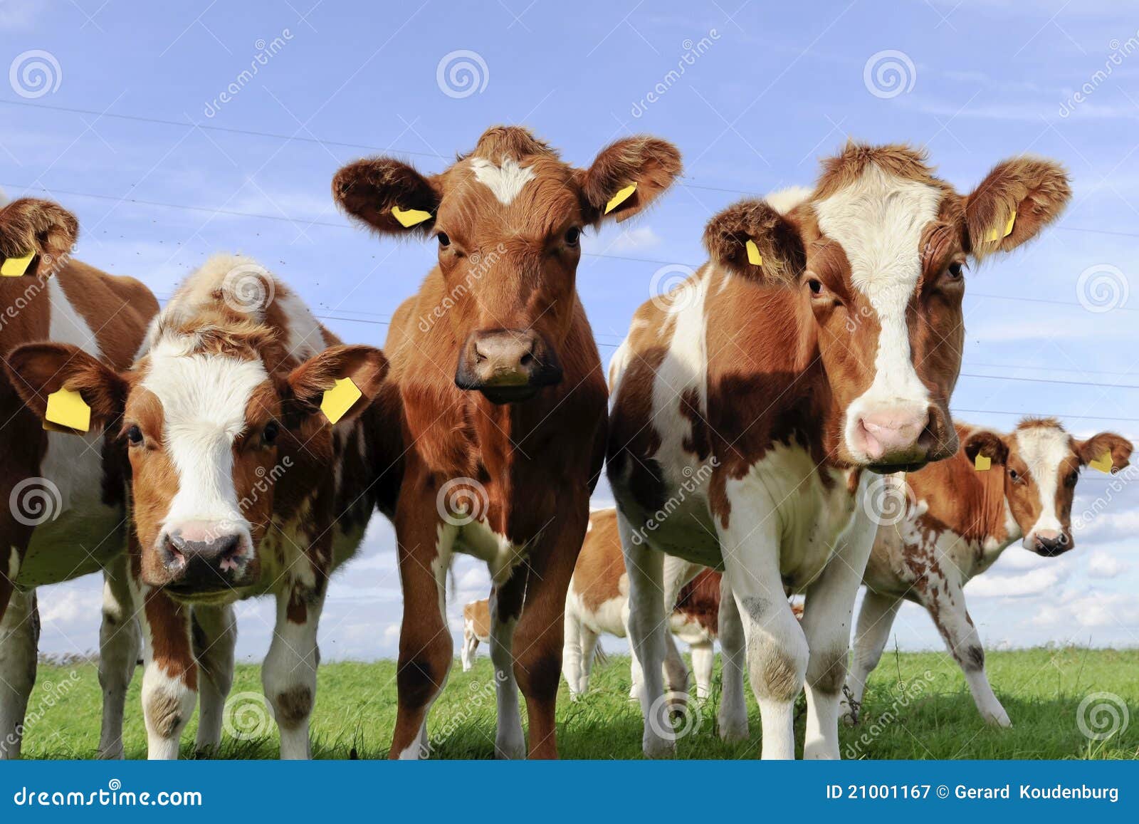 cattle of young cows
