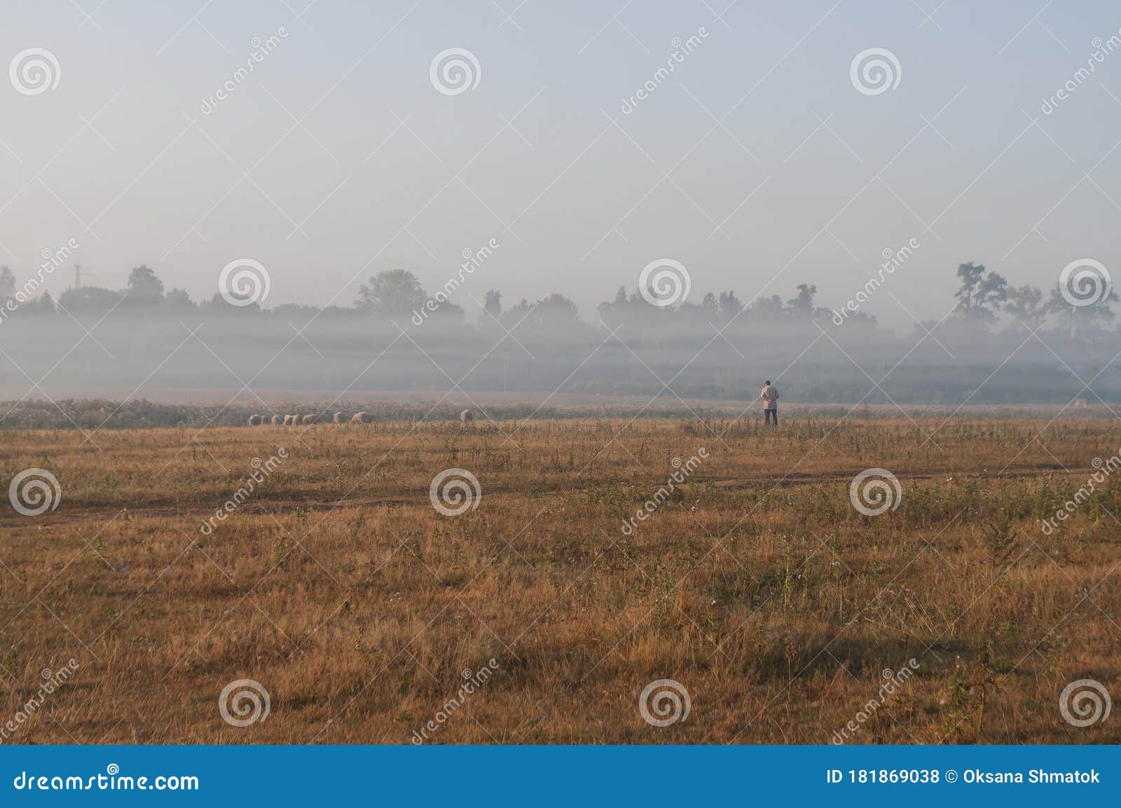 the cattleman and sheep that pasturing in the meadow of brown color far away. foggy weather. early autumn. morning
