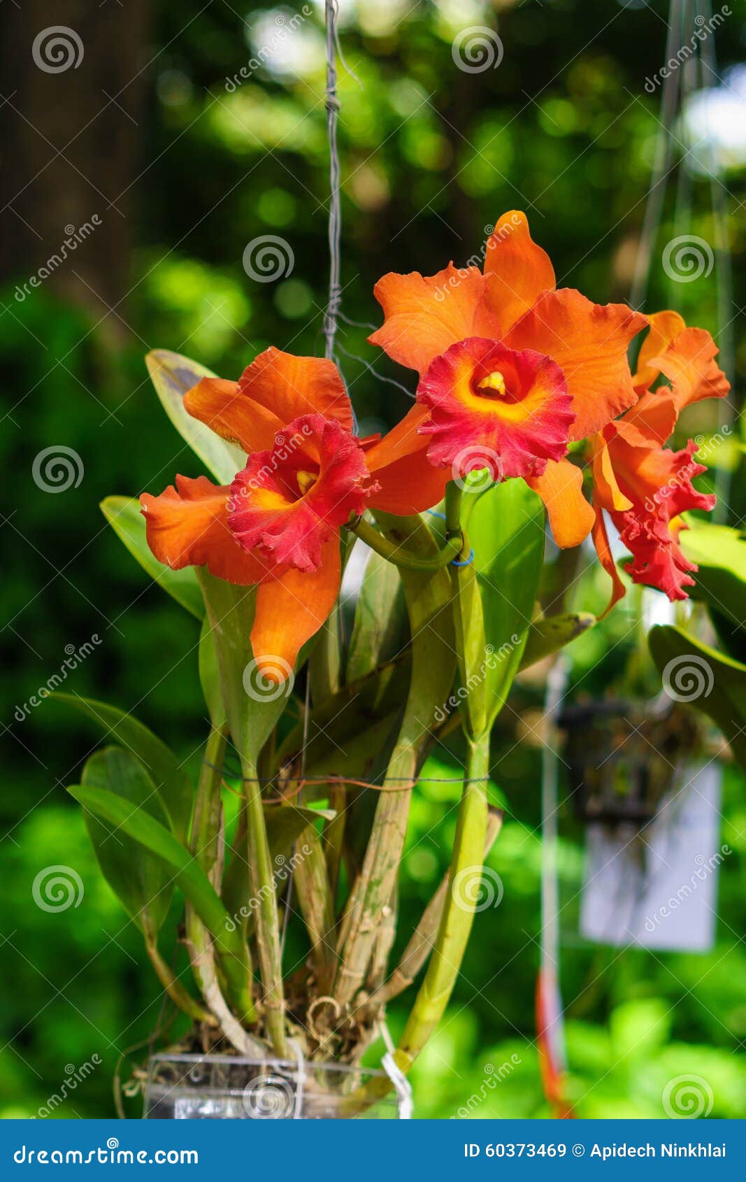 Cattleya Alaranjado Com a Flor Oxidado-vermelha Do Bordo Imagem de Stock -  Imagem de floral, buquê: 60373469