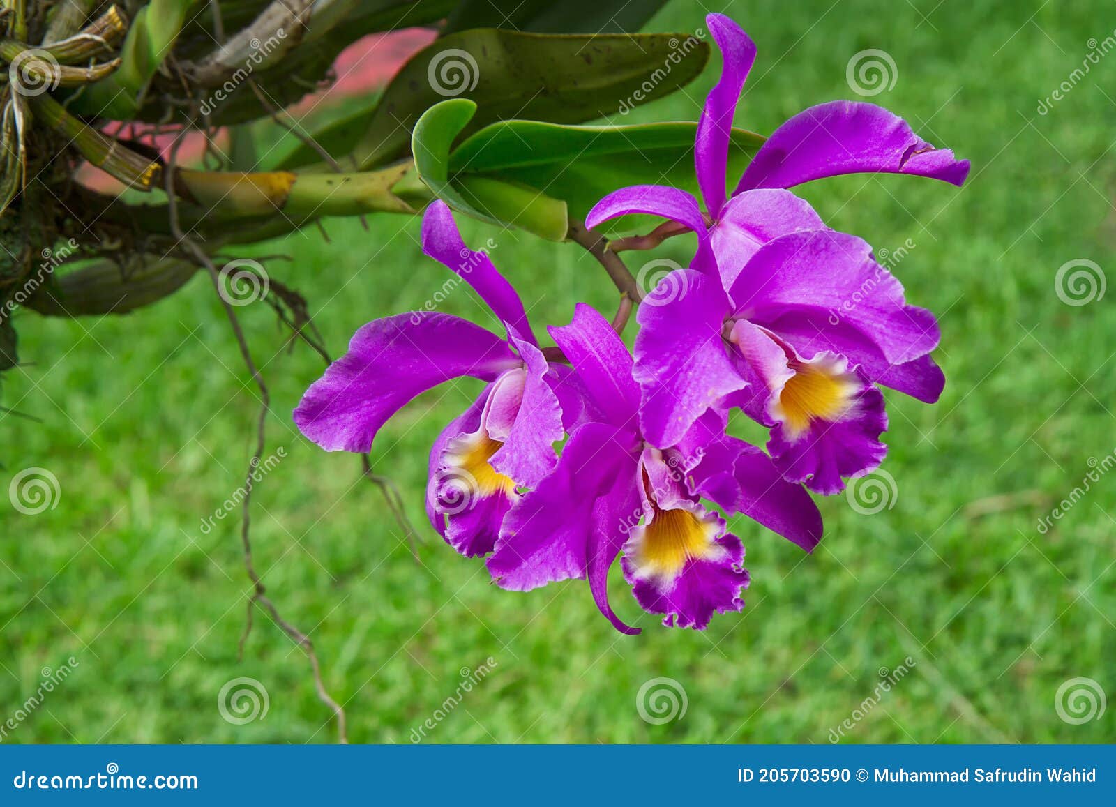 Cattleya Gaskelliana is a Labiate Cattleya Species of Orchid. Guarianthe is  a Colorful Purple Flowers Stock Photo - Image of spring, flora: 205703590