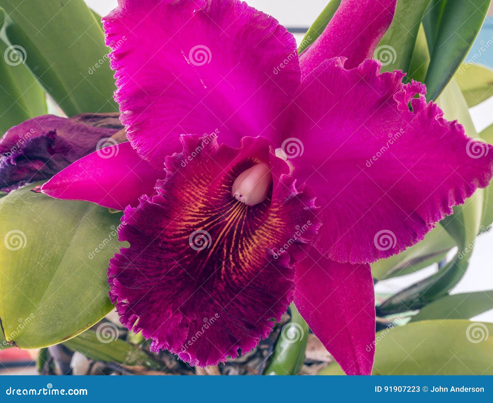 Cattleya orchid flower stock image. Image of petal, beauty - 91907223