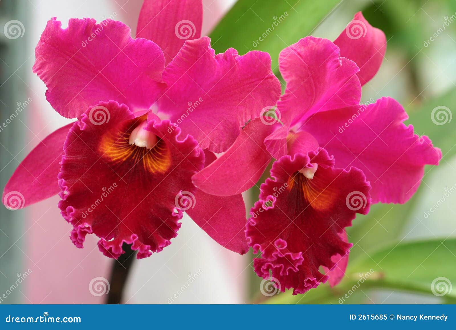 4,336 Cattleya Stock Photos - Free & Royalty-Free Stock Photos from  Dreamstime
