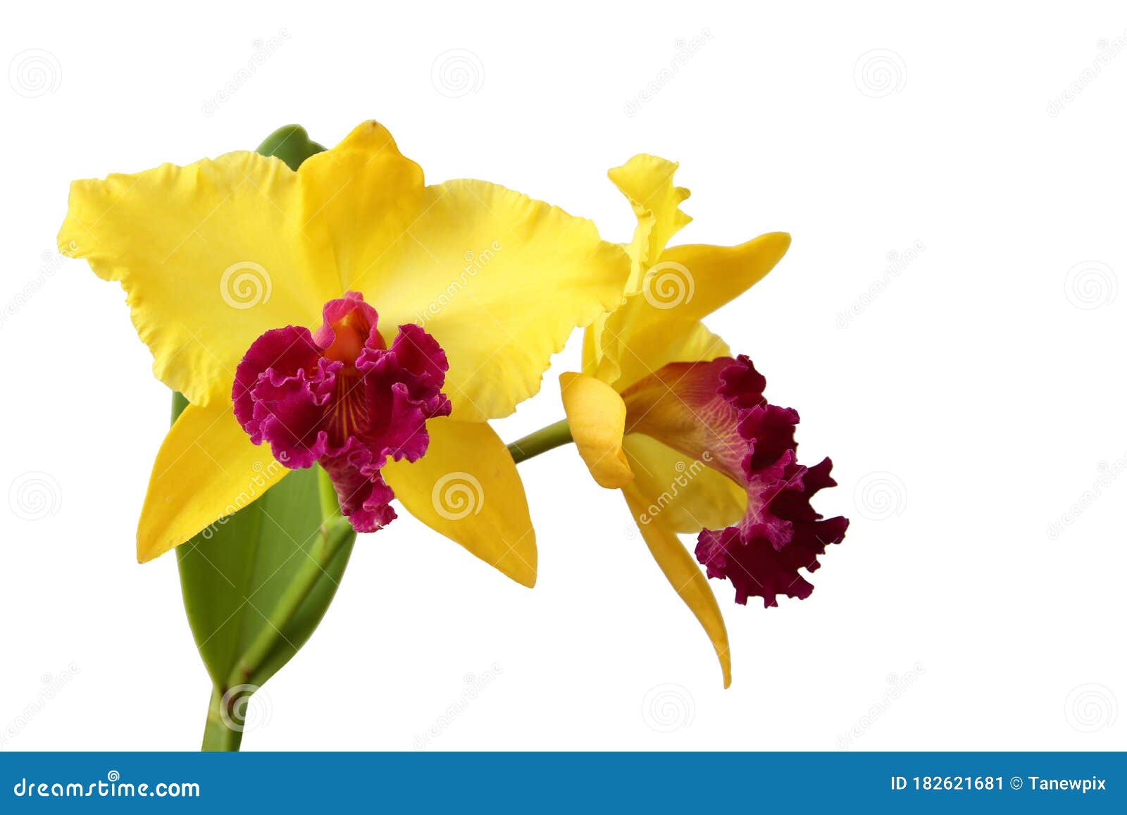 Cattleya Orchids Flowers Isolated on White Stock Image - Image of