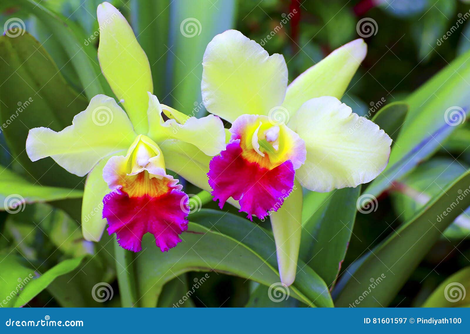 cattleya orchids