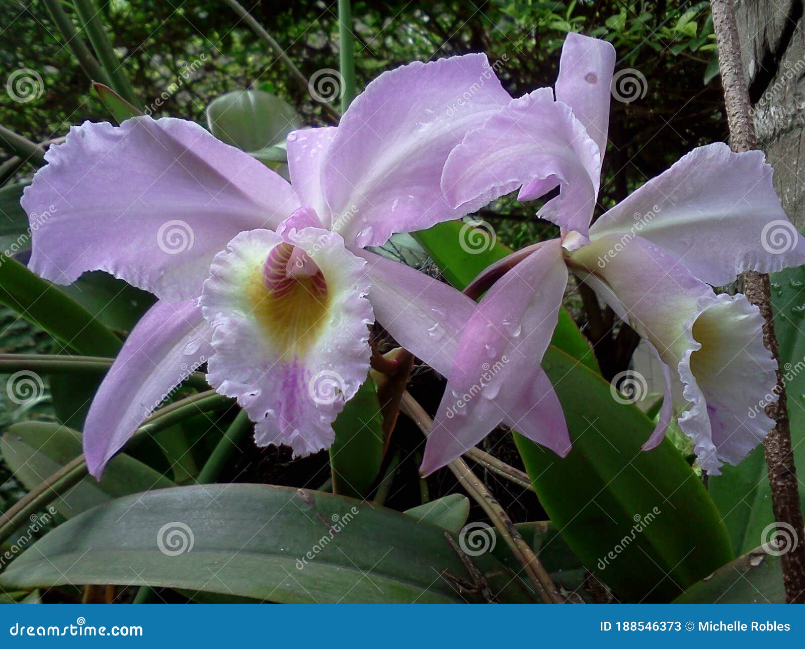 Cattleya Orchids in Venezuela Flor De Mayo Stock Image - Image of purple,  iris: 188546373