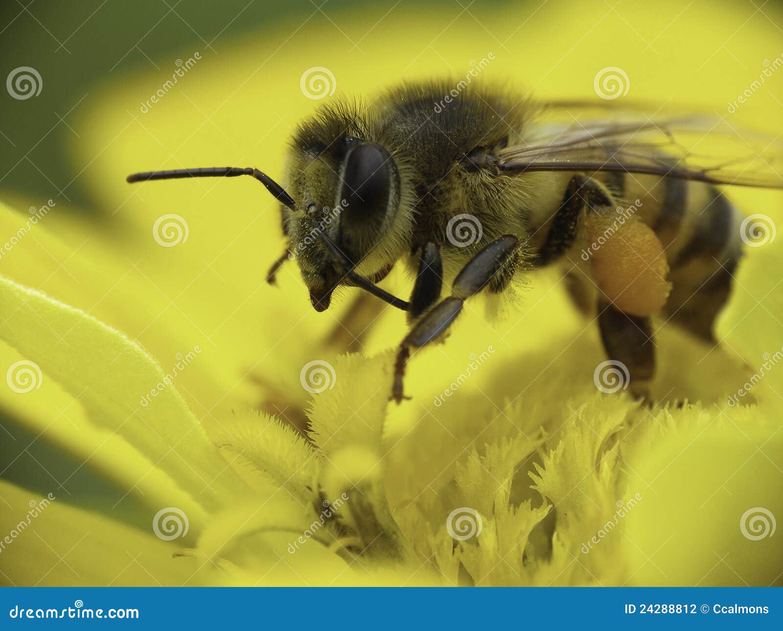 caucasian bee collecting pollen.