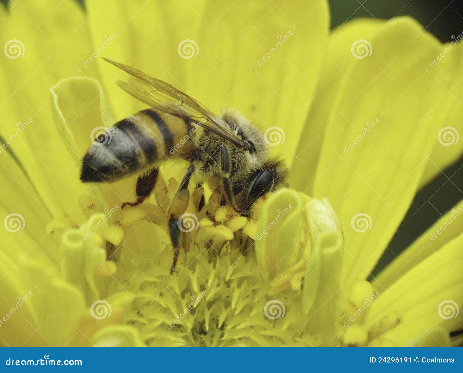 caucasian bee collecting pollen