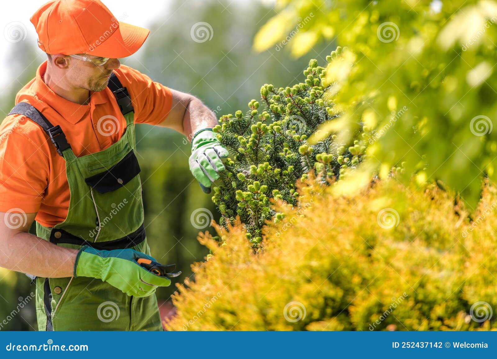 landscaper pruning the pinaceae tree with garden scissors