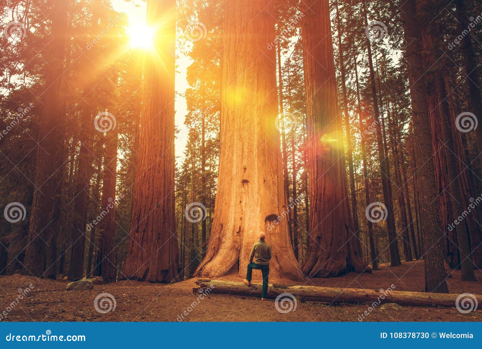 hiker in front of giant sequoia