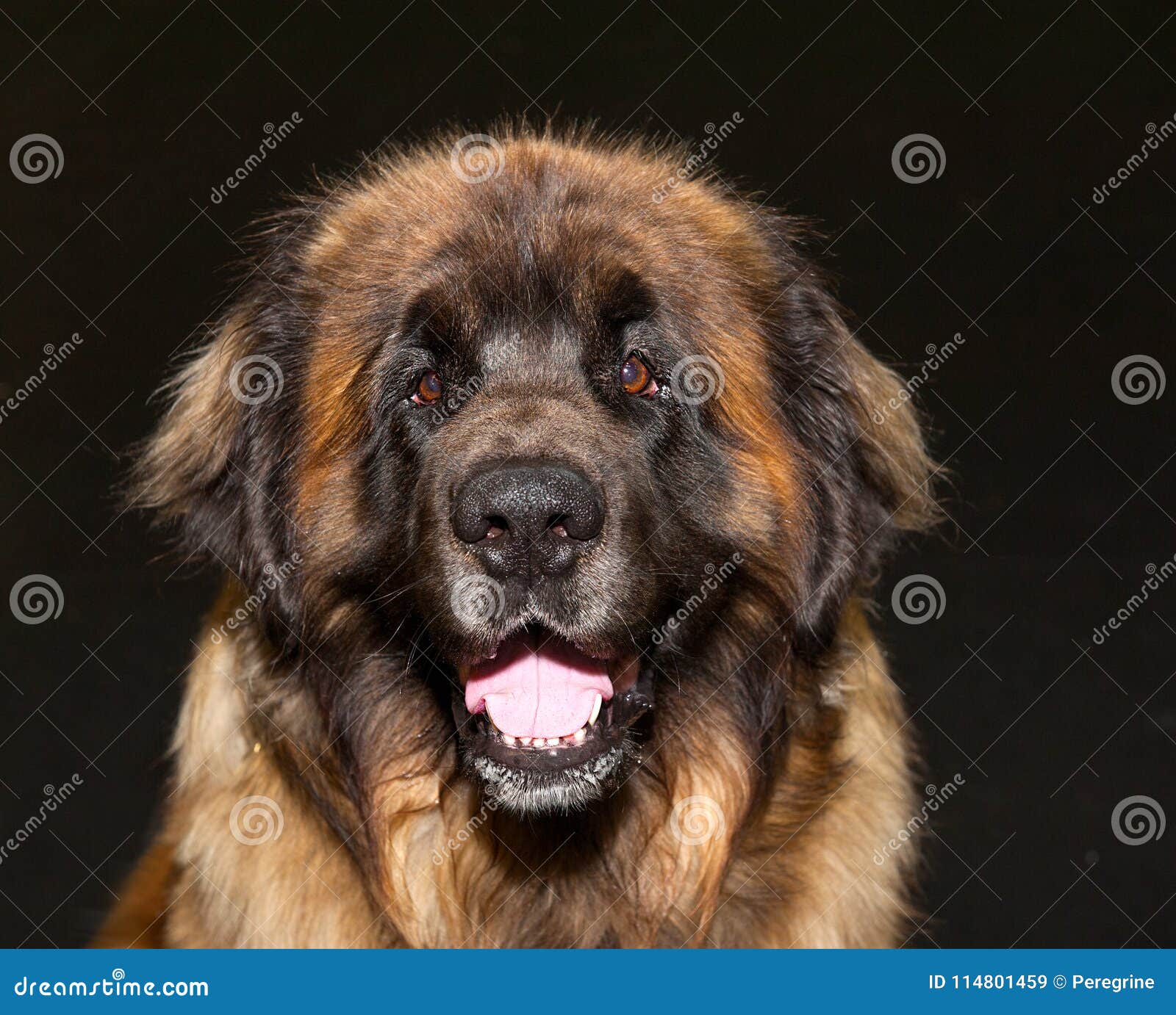 caucasian shepherd dog