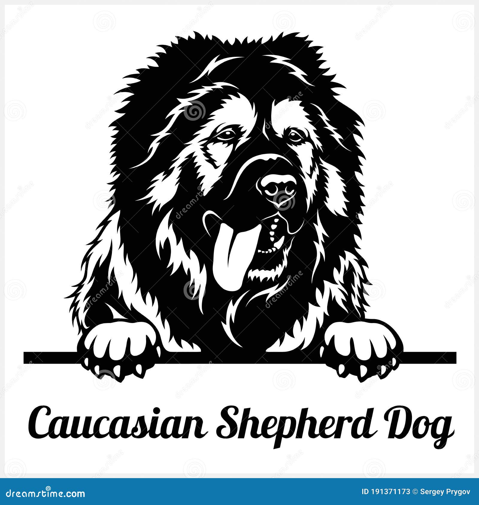 caucasian shepherd dog - peeking dogs - breed face head  on white