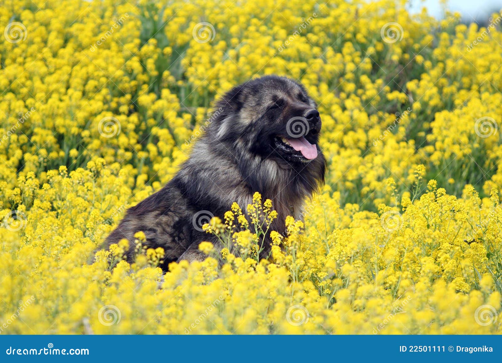 Caucasian Shepherd in Flowers Stock Image Image of breed, shepherd 22501111