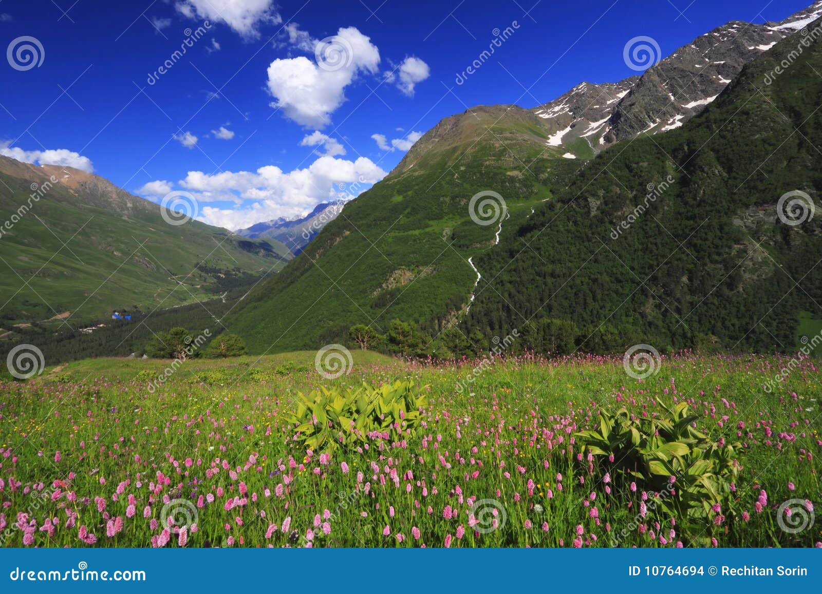 Caucasus Flowers stock photo. Image of travel, cloud - 10764694