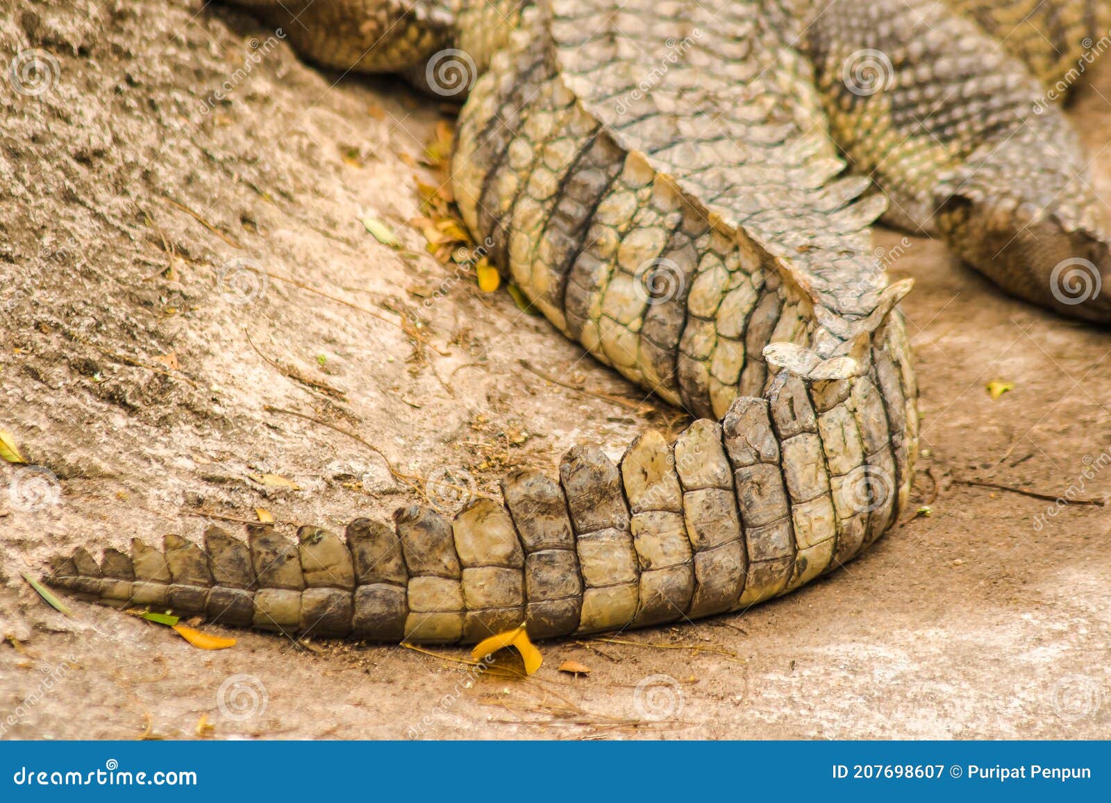 Teste Padrão Vivo Da Cauda Do Crocodilo Do Corpo Vivo Para O Fundo Foto de  Stock - Imagem de bens, cultivar: 102439002