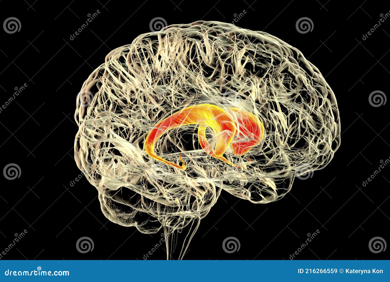 caudate nuclei highlighted in human brain, 3d 