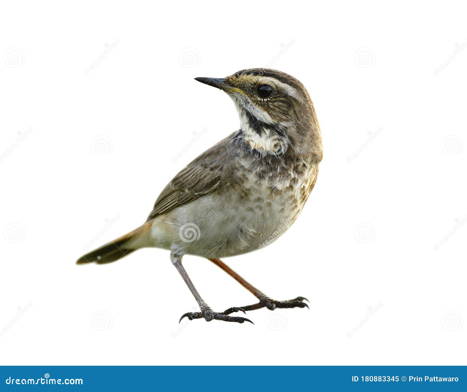Top 30+ Stock Photos brown bird with black spots on wings Excellent Top 30+ Stock Photos brown bird with black spots on wings Excellent