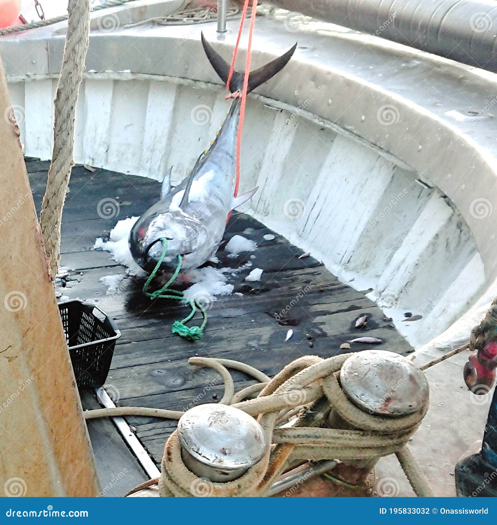 Caught Baby Tuna Fish stock photo. Image of tuna, baby 195833032