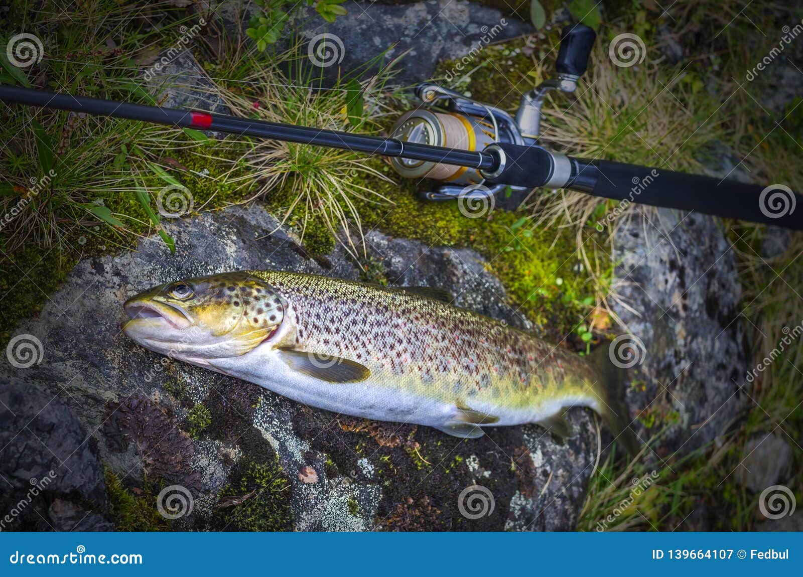 Caught Brown Trout Fish and Fishing Tackle on River Stone Stock Image -  Image of river, freshwater: 139664107