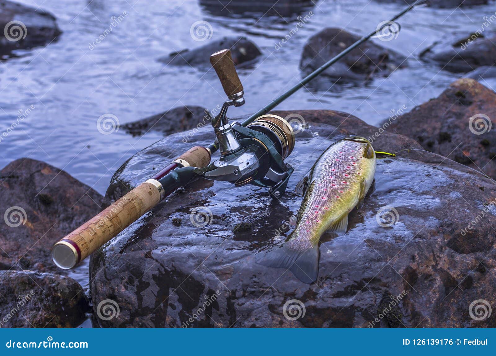 Caught Brown Trout and Fishing Spinning Rod on River Stone Stock Photo -  Image of clear, wild: 126139176